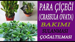 Para çiçeği (crassula ovata) para ağacı diyede isimlendirilen bu çiçeğimizin bakımı, sulanması ve çoğaltılması hakkında sizler. Para Ciceginin Bakimi Crassula Ovata Cogaltilmasi Crassula Ovata Flowers Care Youtube