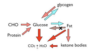 Insular apparatus of the pancreas (insulinoma) § insufficient production of hormones promoting catabolism. Crossfit An Introduction To Metabolism