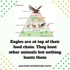 Eagles Are At Top Of Their Food Chain They Hunt Other Animals But Nothing Hunts Them Food Chain Fun Facts Energy Pyramid