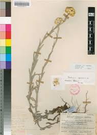 Image result for Helichrysum cephaloideum
