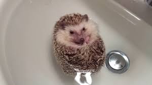 hedgehog boat youtube