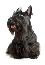 Start by marking yuzu the pet vet, vol. Dog Vaccination Lara Pet Hospital Vet Centre
