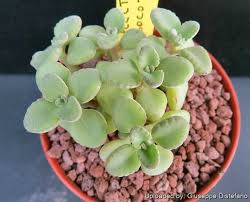 Image result for Plectranthus