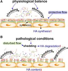 Wer die lösung dieser sein könnte, beleuchtet pascal günsberg für abseits.at. Endothelial Glycocalyx As A Shield Against Diabetic Vascular Complications Arteriosclerosis Thrombosis And Vascular Biology
