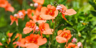 Image result for ostruhatka