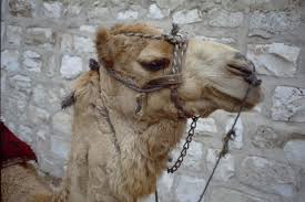 Racing Camels Sell For Dh1.2M At Adihex In Abu Dhabi