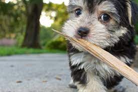 Morkie Dogs Essential Facts On The Maltese Yorkie Mix For New Owners