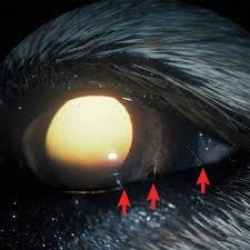 Black and white kitchen table nonexudative conjunctivitis in dogs. Conjunctivitis In Dogs Clinician S Brief