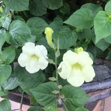 Image result for Asystasia vogeliana