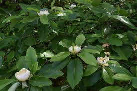 Up for bid are seeds of the evergreen sweetbay magnolia. Hidden Treasure Of The Arboretum Sweetbay Magnolia