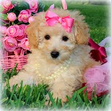 Mom is a havanese and weighs 11.3 lbs. Designer Dog Breeds For Sale At Princess Puppies