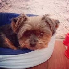 Yorkies love to please their owners. 5 Best Yorkie Breeders In Pennsylvania 2021 We Love Doodles