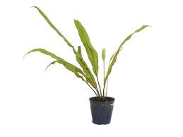 Image result for Elaphoglossum