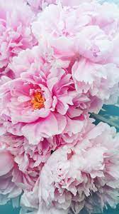 Pin On Peonies