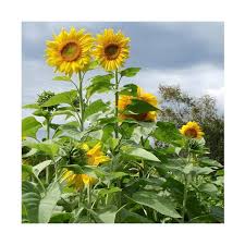 Sebelum itu, mari kita bahas dulu pengertian bunga matahari ya. Jual Haira Seed Bunga Matahari Mammoth Grey Stripe Bibit Tanaman Online Maret 2021 Blibli