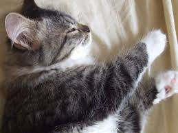 Ruyada Kedi Pisligi Gormek Ruyandagor Com