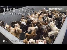 ボード 猫系の人達 のピン