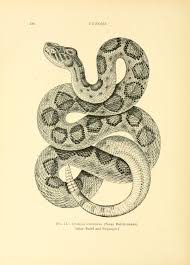 Black And White Striped Snake Texas Venoms Biodiversity Heritage Library Snake Art Snake Illustration Snake Drawing
