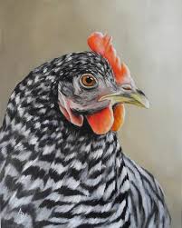 Black And White Chicken Painting Canvas Portrait Of A Barred Rock Hen Canvas Dove Chicken Art Chicken Painting Farm Animal Painting