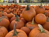 Pumpkin Prices In Greater Alexandria: What To Expect In 2022 ...
