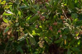 Image result for Conocarpus erectus