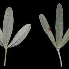Image result for Crotalaria podocarpa