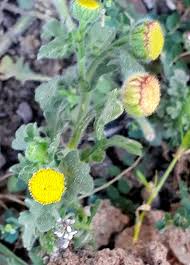 Image result for Grangea maderaspatana