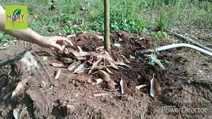 Menggunakan media tanah menyerang dengan cara membuat lubang pada batang, dahan, atau ranting. Pohon Durian Rontok Daun Cara Mengatasinya Youtube