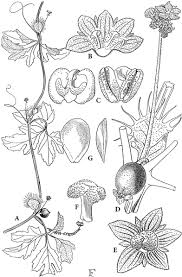 Image result for Raphidiocystis jeffreyana