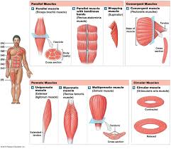 Muscle Types Based On Pattern Of Fassicle Arrangement In 2020 Human Body Anatomy Muscle Anatomy Human Joints