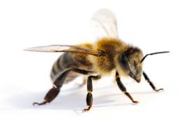 Staatenbildendes, zur honiggewinnung gehaltenes insekt. Bienen Das Wichtigste Uber Die Honigbiene
