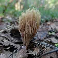 Image result for Ramaria stricta