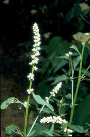 Image result for Celosia trigyna
