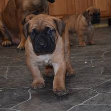 The cheapest offer starts at £650. Pin On South African Boerboels