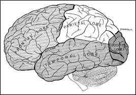 Brain stem hypothalmus thalamus cerebral cortex. Technical Overview Of Brain Spect Imaging Improving Acquisition And Processing Of Data Journal Of Nuclear Medicine Technology