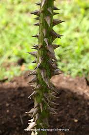 Image result for Sebaea pentandra