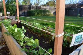 Basic string trellis for peas. How To Build A Pea Bean Trellis During Your Child S Nap The Tasty Alternative Vegetable Trellis Vegetable Garden Planning Bean Trellis