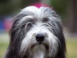 We did not find results for: Bearded Collie Price Temperament Life Span
