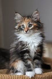 Norwegian Forest Cat Kitten They Have Such A Distinct Look Cutest Kittens In The World 3 Http Www Maineco Pretty Cats Kittens Cutest Norwegian Forest Cat