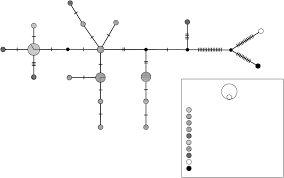 Image result for Chloris mossambicensis