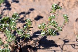 Image result for Indigofera cryptantha