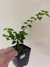 Image result for Corallocarpus triangularis