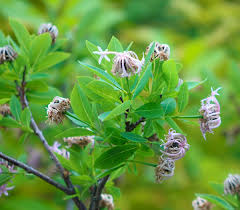 Image result for Dais cotinifolia