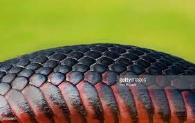 Red Belly Black Snake Skin On Green Background Green Backgrounds Snake Skin Background