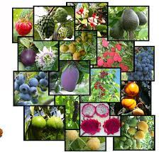I recently purcharge two fruit trees from california tropical fruit nursery in visa, ca. Bonita Creek Nursery Rare Fruit Trees In San Diego Los Angeles And Socal