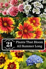 However, having perennial flowers blooming all summer will give you more room for error. 21 Plants That Bloom All Summer Long Summer Plants Plants Flowers Perennials