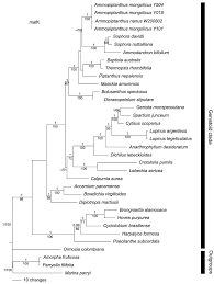 Image result for Dichilus lebeckioides