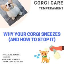 Feed stores tend to have a lot of information on various animals as they are the supply stop for many different types of people and households or farm situations… Why Does My Corgi Keep Sneezing Stop The Sneezes Corgi Adoption