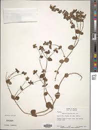 Image result for Swertia brownii