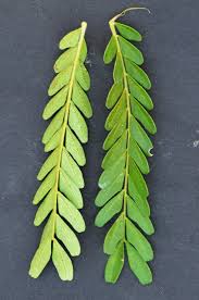 Image result for Macphersonia